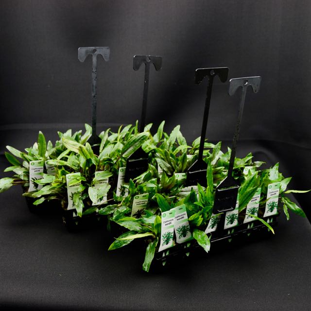 Plantenpakket Crypto 4x6 st.